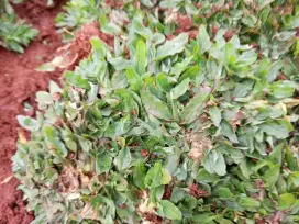 Rumput gajah mini pendek