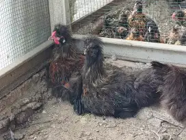 Ayam anakan American Silky 6 bulan, sudah mulai belajar berkokok