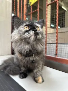Munchkin mix persia