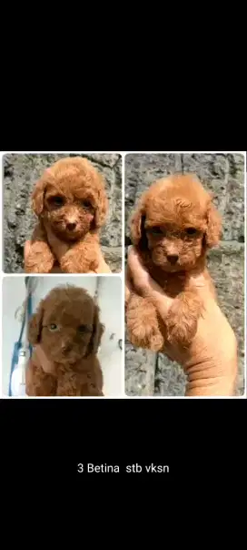 Anakan Toy Poodle Red, Fawn, White, Black, Phantom Cakep Murah