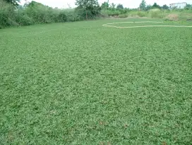 Jual berbagai jenis rumput taman