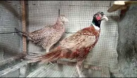 Ringnek Pheasant merah sepasang
