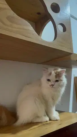 KUCING PERSIA BETINA CANTIK BEKASI