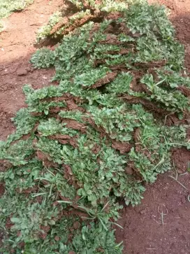 Rumput gajah mini