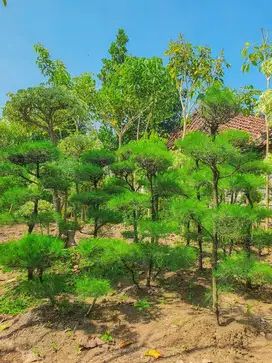 Bonsai Cemara Udang