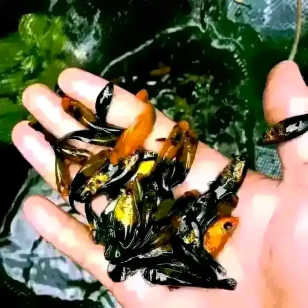 Golden black UK 4 _5 cm