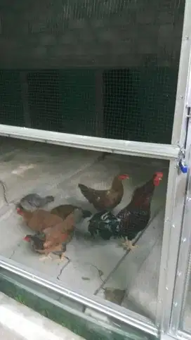 Klaten, Sedia Indukan Ayam KUB (bisa pesan ecer dan paketan)