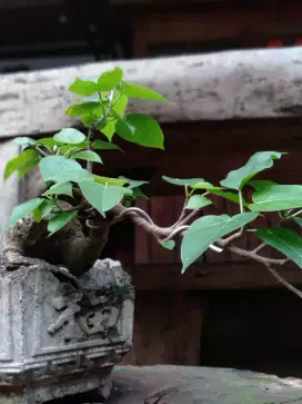 Ficus bodhi pohon bahan bonsai