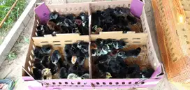 Serang, Ready Stock Bibit Ayam Kampung Unggul (KUB) Pedaging