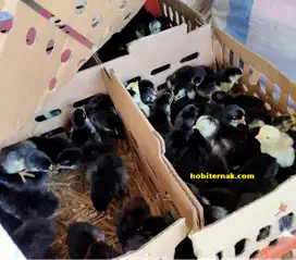 Tangerang, Menyediakan DOC Ayam Kampung Unggul (KUB) Pedaging