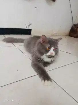 Kucing Persia Jantan umur 8bln, Vaksin 2x, Sehat Lucu penurut