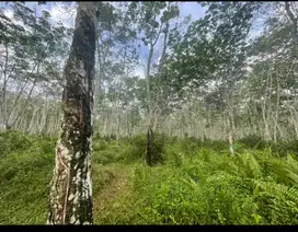 Tanah Investasi Ada Kebun Karetnya, Ada Akses Jalan kendaraan