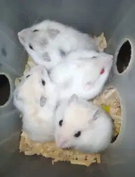 Hamster winter white