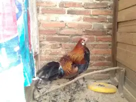 Ayam Hutan Merah Sumatera Satu Pasang