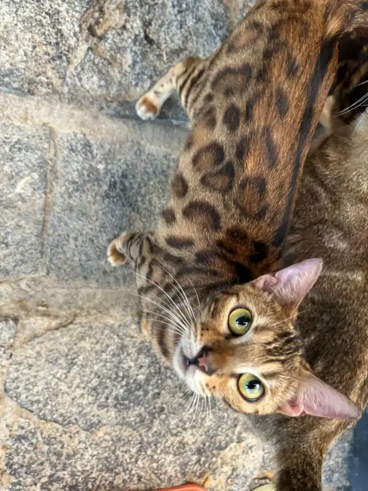Kucing usia 13 bulan sudah vaksin