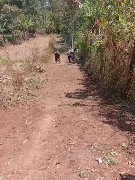 Dijual Lahan di Nongkokojajar Pasurua Dekat Bakti Alam