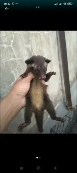 Baby musang pandan