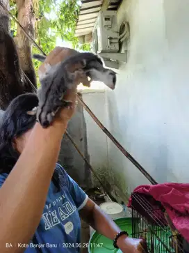 Sugar Glider jinak