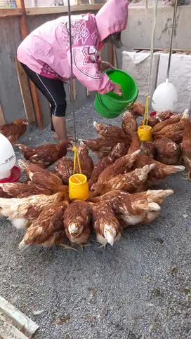 Sidareja, Dijual Pullet Petelur Usia 13 Minggu, Bisa Pesan Ecer