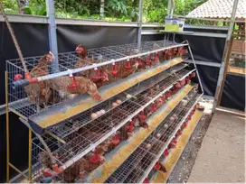 Tasikmalaya, Ready Pullet Petelur Usia 13 Minggu, Bisa Pesan Ecer