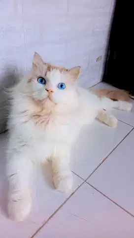 Ragdoll jantan jago wik wik , mengawinkan kucing , pacak kucing jogja