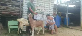 paket hemat kambing aqiqah