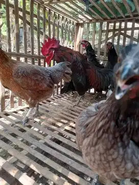 Lampung, Dijual Indukan Ayam KUB Pemesanan Sepaket dan Ecer