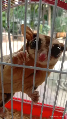 Sugar glider sepasang