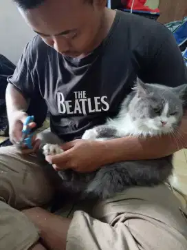 Grooming kucing dan anjing panggilan