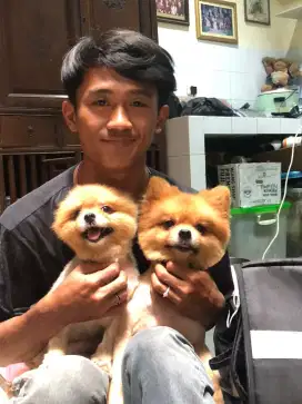 Grooming kucing dan anjing panggilan