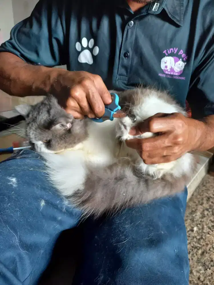 Grooming panggilan kerumah