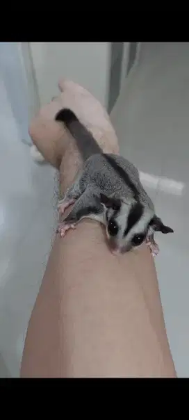 Dijual Sugar Glider Grey Jantan