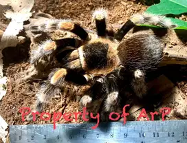 Dijual : Tarantula Hidup - Brachypelma hamorii (Kaki Belang Oranye)