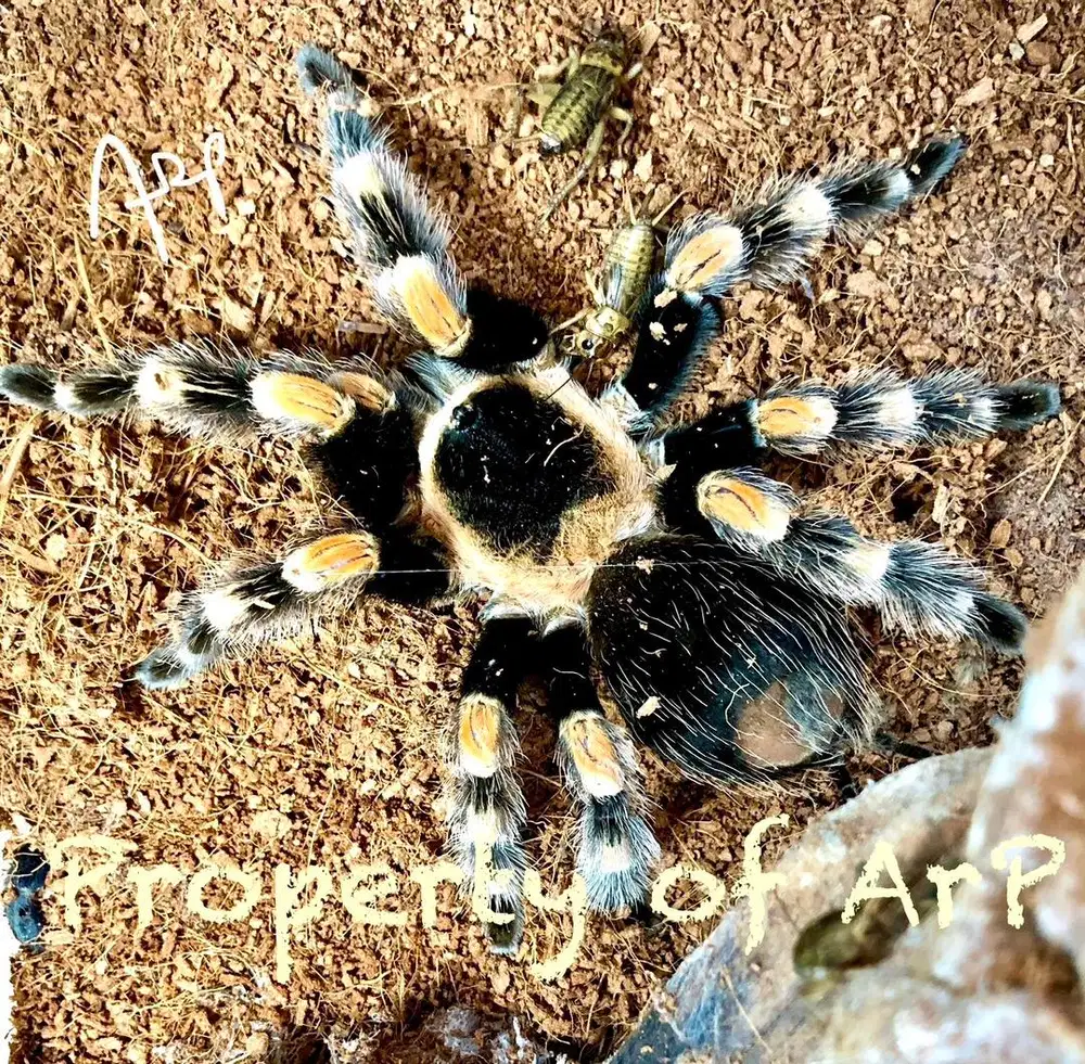 Dijual : Tarantula Hidup - Brachypelma hamorii (Kaki Belang Oranye)