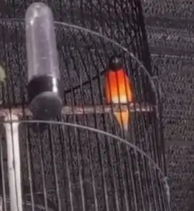 red siskin classic gacoran
