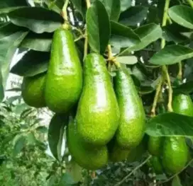 Bibit alpukat aligator siap tanam cepat berubah lebat
