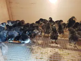 Jatinegara, Dijual Bibit Ayam Kampung Unggul (KUB) Pedaging