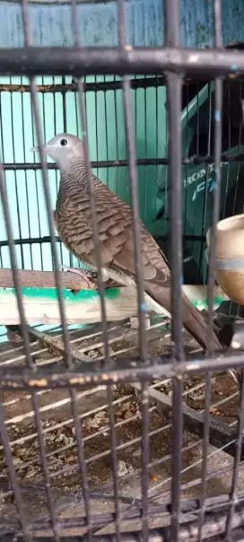 Burung Perkutut Bangkok Rajanya kicau merdu