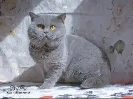 JASA PACAK BSH IMPORT RUSIA BRITISH SHORTHAIR BLUE PED WCF BERGARANSI