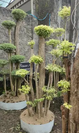 Bonsai Anting Putri Murah