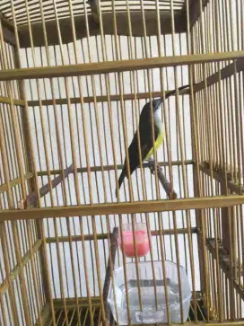 Burung pijantung pisang jawa