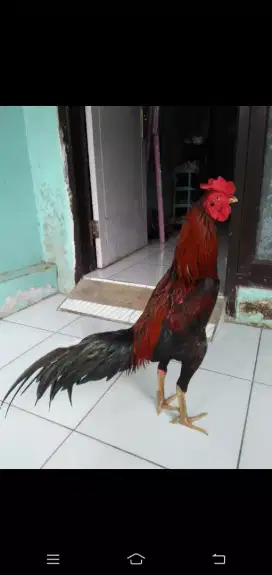 Ayam Bangkok Siap Adu