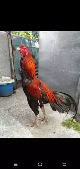 Ayam Bangkok Bima Sakti Siap Adu