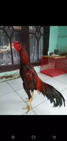 Ayam Bangkok Jawara Muda Siap Adu