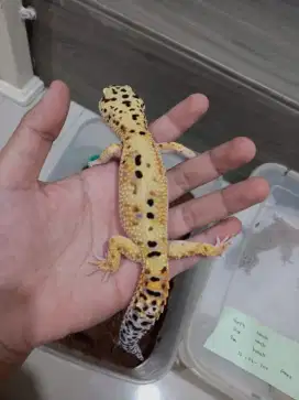 Leopard gecko indukan