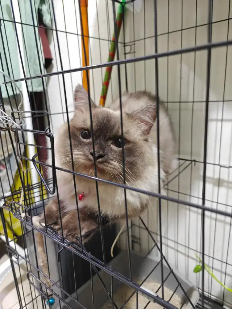 Kucing Ras Jantan Warna Coklat