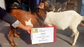 Menyediakan kambing /domba free ongkir