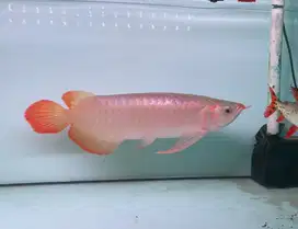 Arwana Super Red / Arowana Super Red