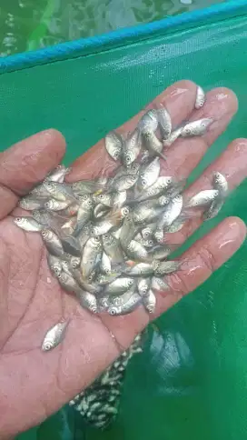 Bibit ikan bawal/dolar pacu