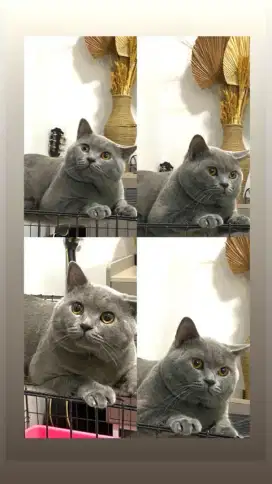 Jasa pacak kucing british shorthair